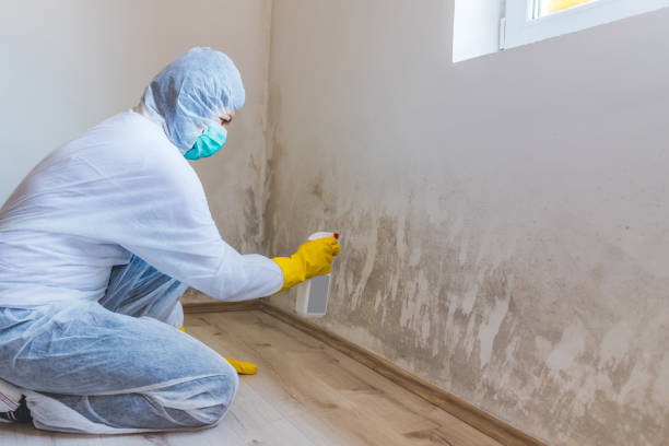 Licensed Black Mold Removal service in Baltimore, MD - WQB Mold Removal