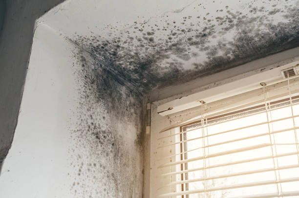 Affordable Black Mold Removal solutions in Baltimore, MD