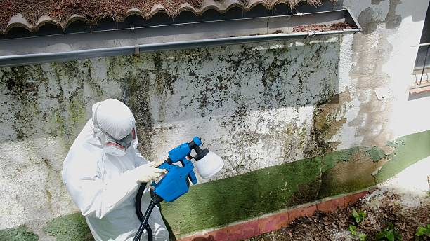 Top rated local Black Mold Removal specialists in Baltimore, MD